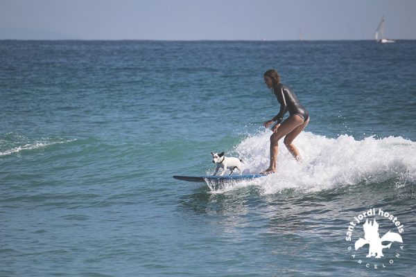 Surfing Dog - Barcelona Surf