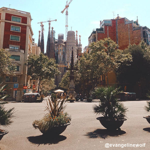 barcelona pot plants