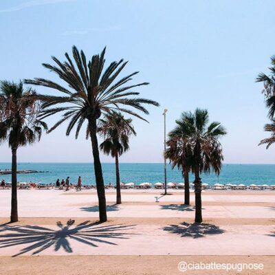 Palmeras en las playas de Barcelona